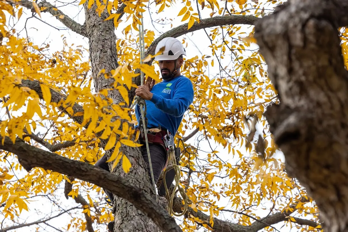 Skilled Tree Pruning crew working in Sammamish