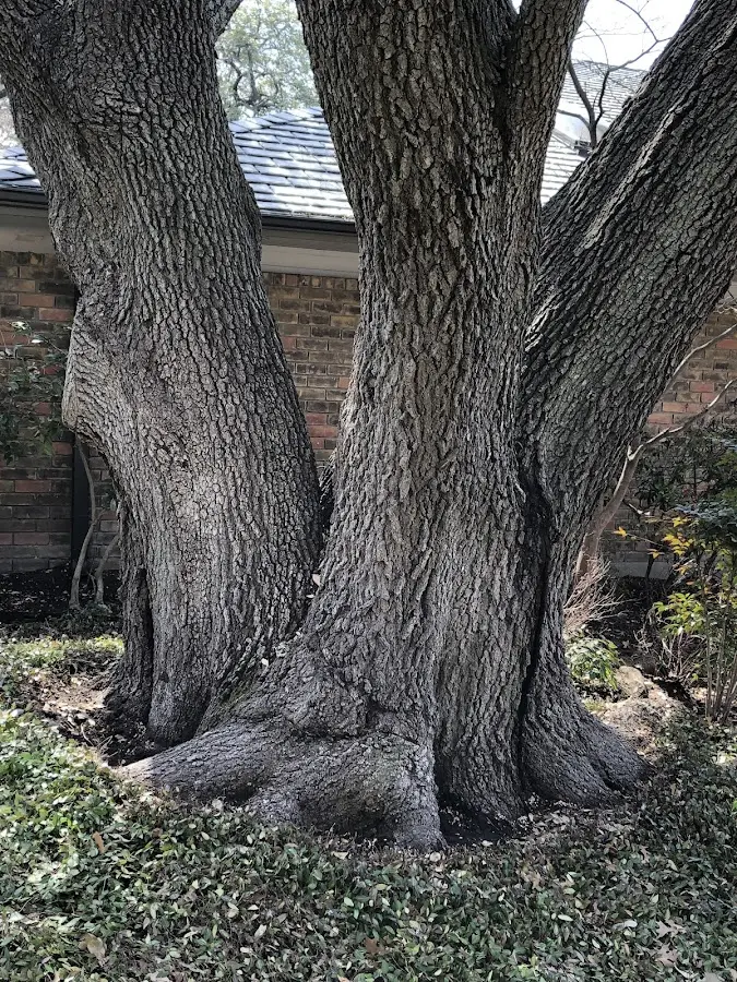 Mature heritage tree close to a Sammamish property cared for by certified arborists